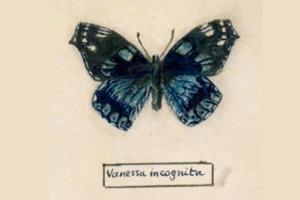 бабочка, Набоков
